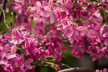 Flowering branches of paradise apple tree. Fruit tree. Photo of nature.