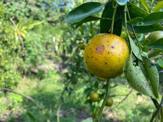 Rotten orange on the tree Bad unhealthy food