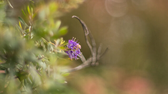 Selective focus shot of a plant small purple flower.