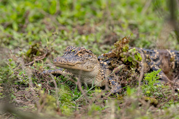 Caiman