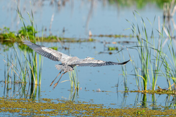 Heron