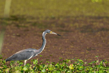 Heron