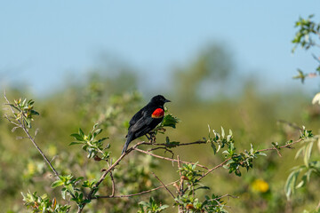 Red-Winged Blackbird