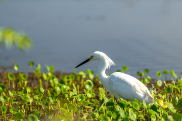 White Heron