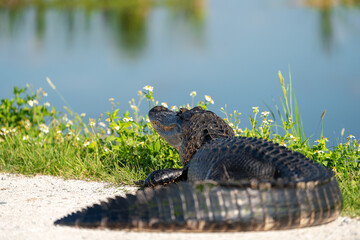 Alligator 