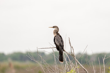 Anhinga