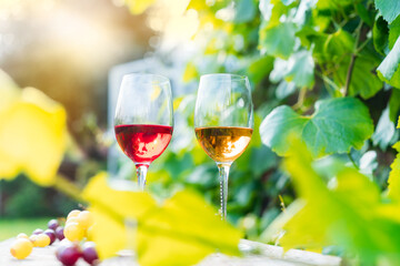 Glasses with white and red wine and grape berries on the wooden table in the vineyards, winery with green leaves background in sunset light. Wine tasting, Degustation. Selective focus, Copy space
