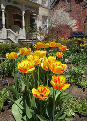 Fototapeta na wymiar Yellow tulips variegated with bright red stripes