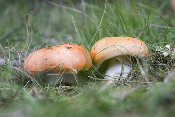 Closeup shot of Russula aurea mushrooms in a forest