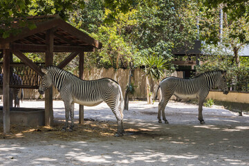 Fototapeta na wymiar Zebra in Lisbon Zoo