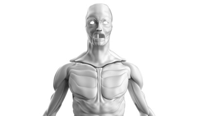 Fototapeta na wymiar 3D illustration of male body musculature on white background.