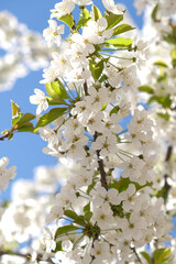Branch of blooming white flowers of cherry plum tree in early spring. Amazing natural floral spring banner or greeting card, postcard, poster. Selective focus