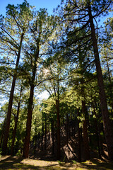 Driving on La Palma island to highest mountain Roque de los muchachos before Cumbre vieja volcano eruption in 2021, sunny day, Canary islands, Spain