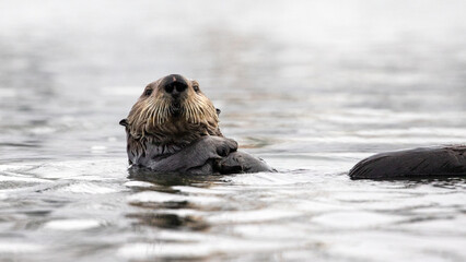 Fototapeta premium Sea Otter looking at camera while floating on its back in Morro Bay in Central California United States