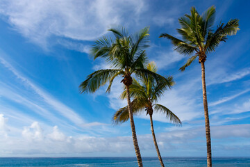 Palm trees on La Palma island before Cumbre vieja volcano eruption in 2021, sunny day, Canary...