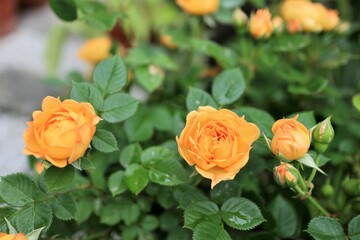 庭に咲く黄色いバラ