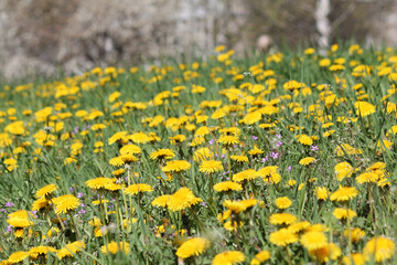 Field of dandelions yellow flowers and green grass