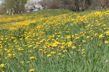 Field of dandelions yellow flowers and green grass