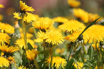 Dandelions (Taraxacum officinale) yellow flowers close-up in nature