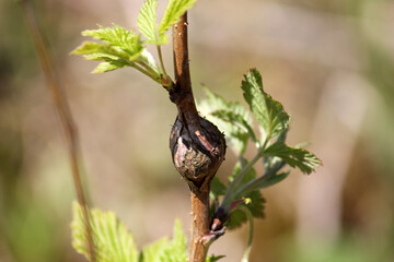Branch of raspberry with gall of raspberry gall midge (Lasioptera rubi)