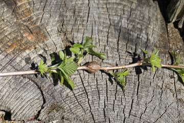 Branch of raspberry with gall of raspberry gall midge (Lasioptera rubi) - obrazy, fototapety, plakaty