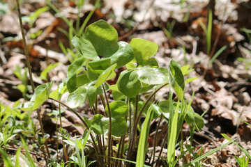 Green leaves of common hepatica or liverwort (Hepatica nobilis) plant in forest