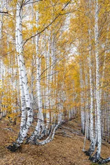Poster White birch trunks with autumn foliage, yellow fallen leaves on the ground © Tamara Andreeva/Wirestock Creators