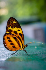yellow and orange butterfly