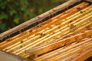 L'apiculteur nettoie les cadres de ses ruches.