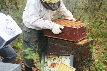 L'apiculteur entretient ses ruches et vérifie la présence de la reine.
