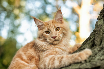 A big red maine coon kitten sitting on a tree in a forest in summer.