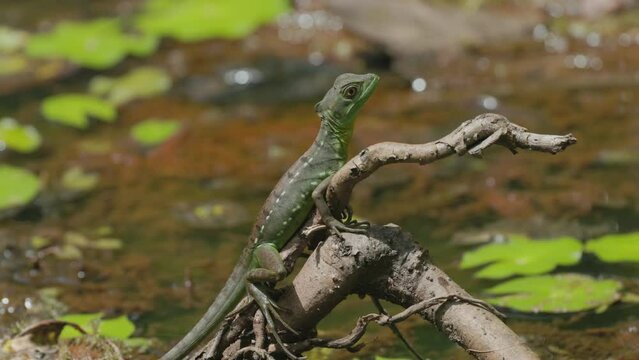 a female green basilisk lizard on a tree root beside a lagoon at boca tapada of costa rica