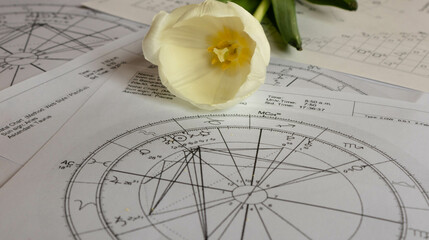Close up of printed natal charts with planets in Aquarius; a white tulip in the background