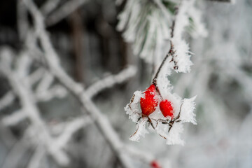 red berries in snow