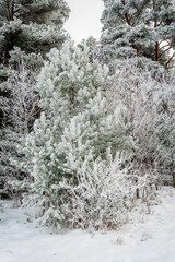 snow covered pine tree