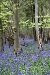 Stunning woodland field of Bluebell flowers in Clent Hills, United Kingdom