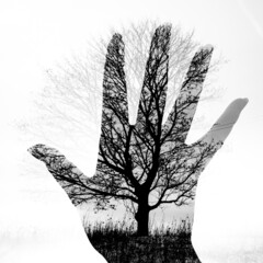 Hand tree in winter