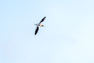 American avocet in mating plumage in flight