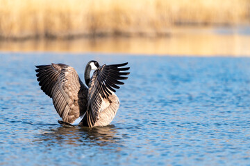 Canada goose flapping its wings while swimming on a lake 