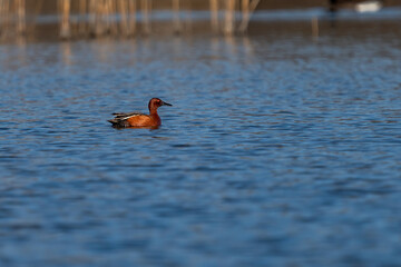 Adult male Cinnamon Teal swimming on a lake