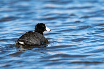 American Coot swimming on a lake