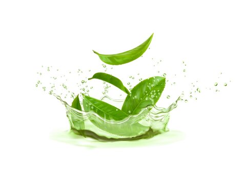 Herbal tea crown splash with green tea leaves and water drops, realistic  vector. Fresh drink of hot tea or lemonade soda background with green leaf  falling in water with splashing flow Stock