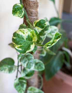 Closeup Of A N'joy Photos Money Plant Hanging Branch With Selective Focus