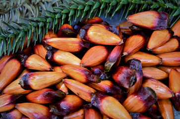 A folhagem e os frutos maduros da Araucaria angustifolia