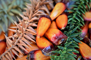 As folhagens e o pinhão maduro da Araucaria angustifolia