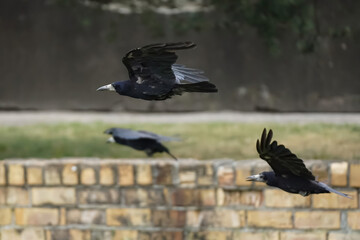 Three black rooks in flight