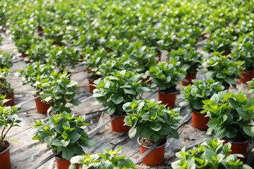Rows of potted plants in greenhouse. House plants growing in hothouse.
