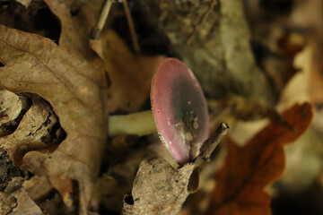 Shallow focus close up of persica purple mushroom with dry leaves