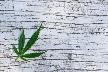 
Green leaves background. Outdoor hemp cultivation. Legal cultivation of marijuana at home. Cannabis is in the beginning of flowering. Young cannabis plant. Medicinal indications with CBD.