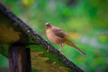 Aves Costa Rica